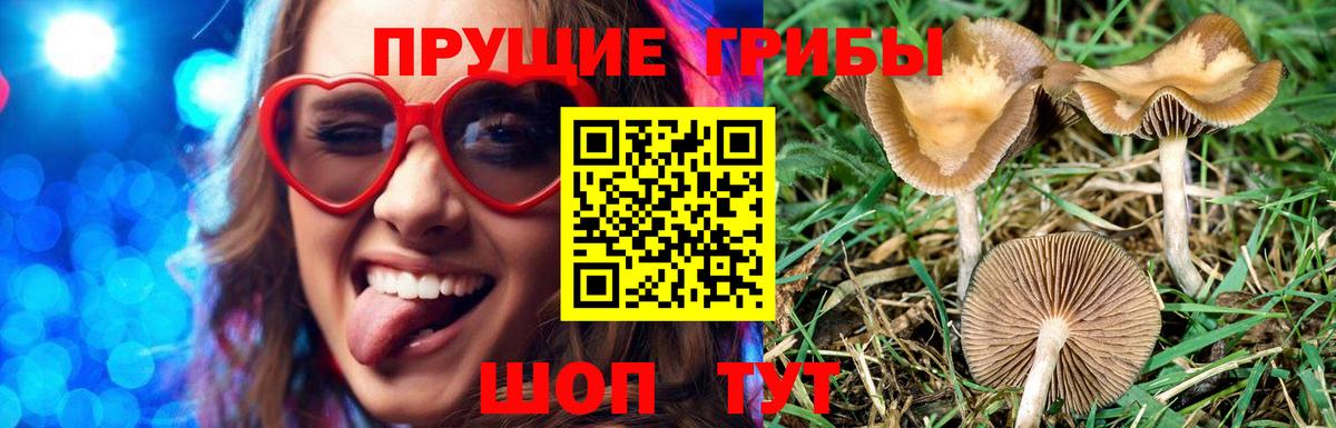 Новокузнецк  Псилоцибиновые грибы прущие грибы  Вход с VPN 